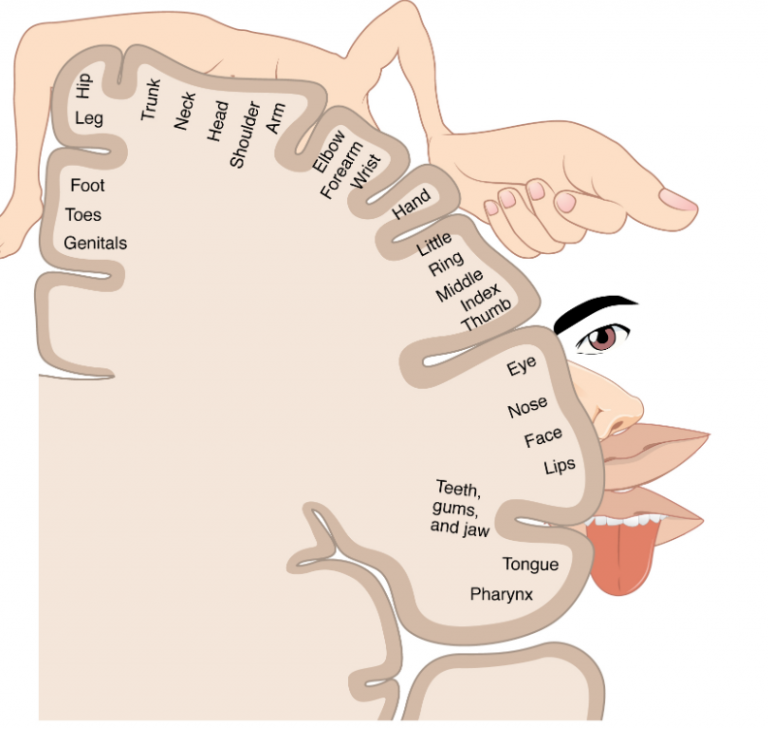 Somatosensory Representations In The Brain Introduction To Sensation