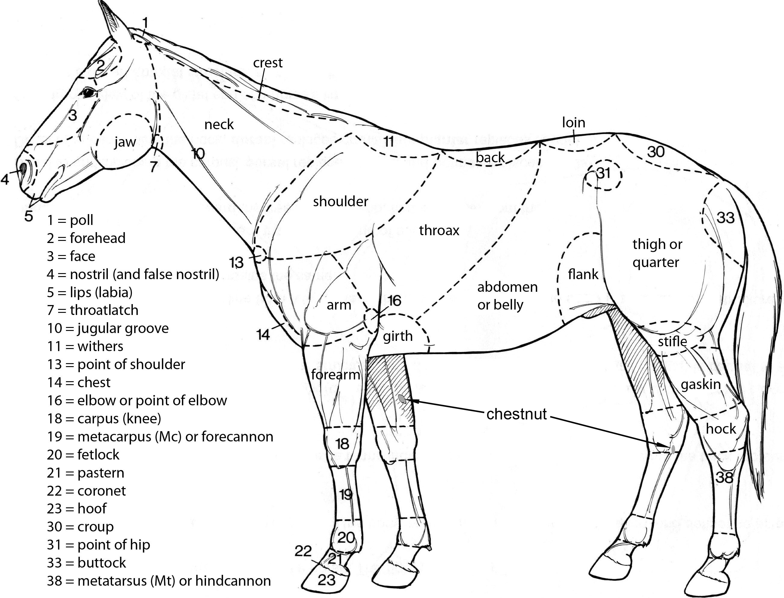 Anatomical Terms for Equine (Horse) Diagram
