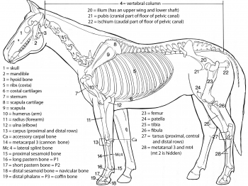 Equine and Bovine Regions and Terms Images and Tables – CVM Large ...