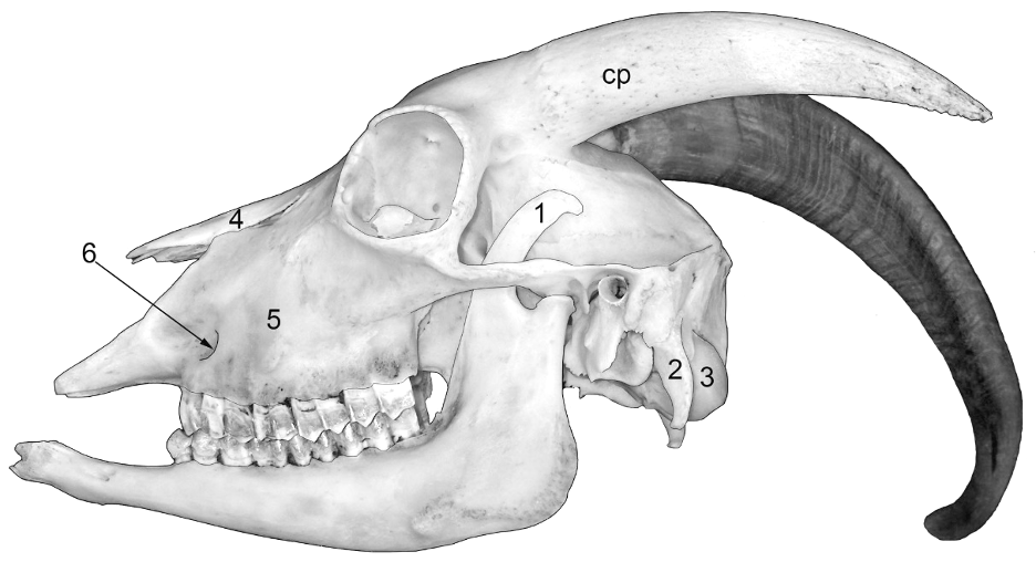 goat mouth anatomy