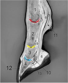 Distal Limb – CVM Large Animal Anatomy