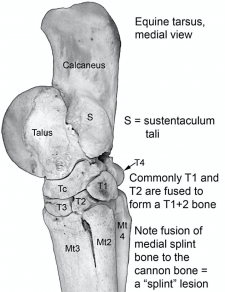 Pelvic Limb – Cvm Large Animal Anatomy