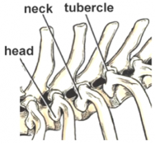 Neck And Thorax – Cvm Large Animal Anatomy