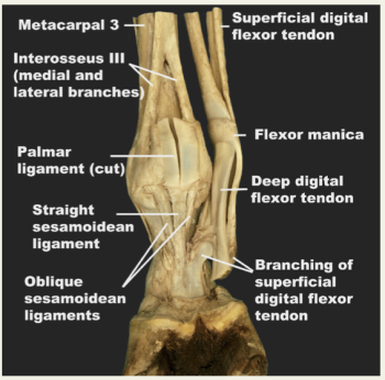 Thoracic Limb – CVM Large Animal Anatomy