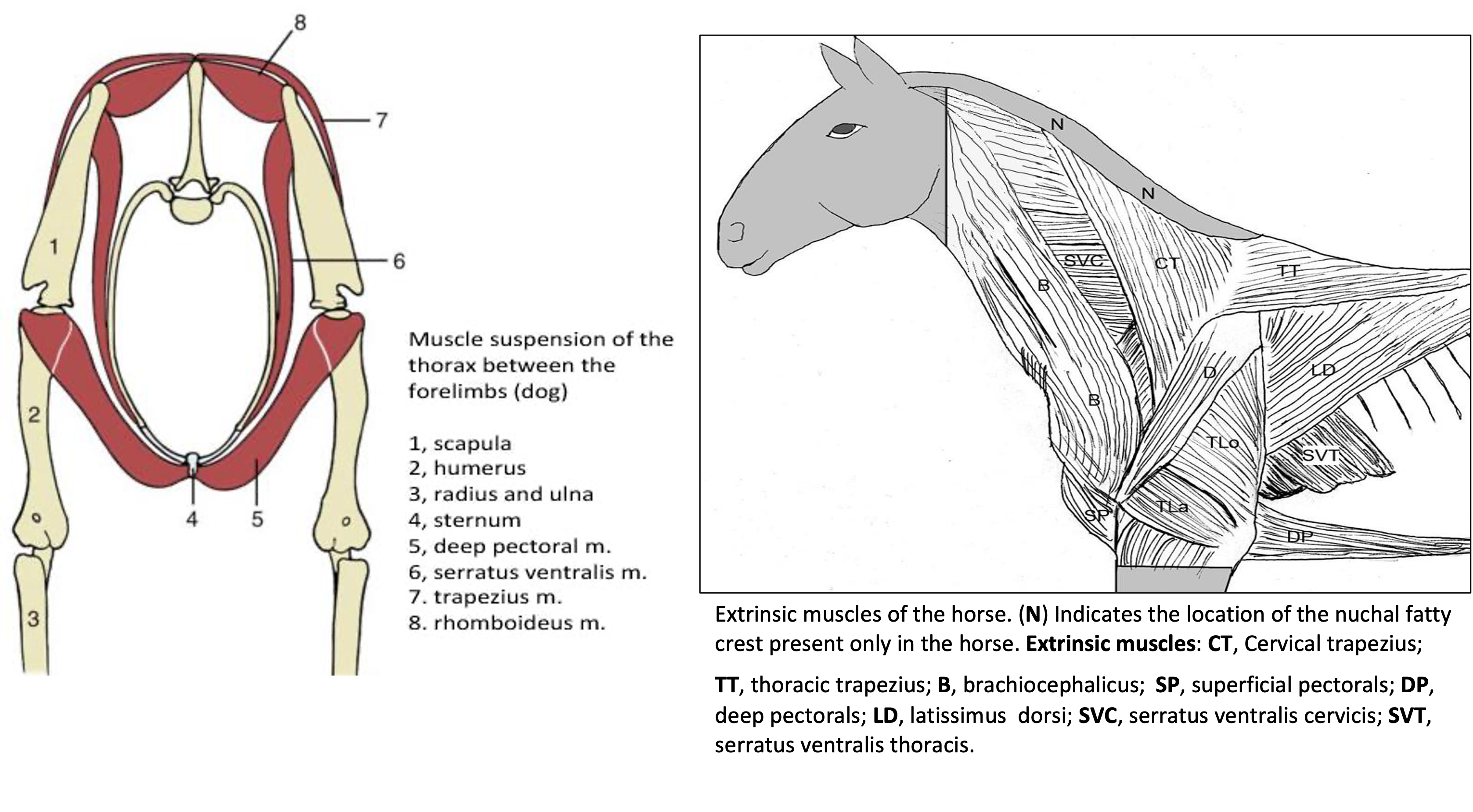 Aanvulling kristal Maryanne Jones Thoracic Limb – CVM Large Animal Anatomy