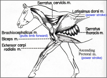 Thoracic Limb – CVM Large Animal Anatomy