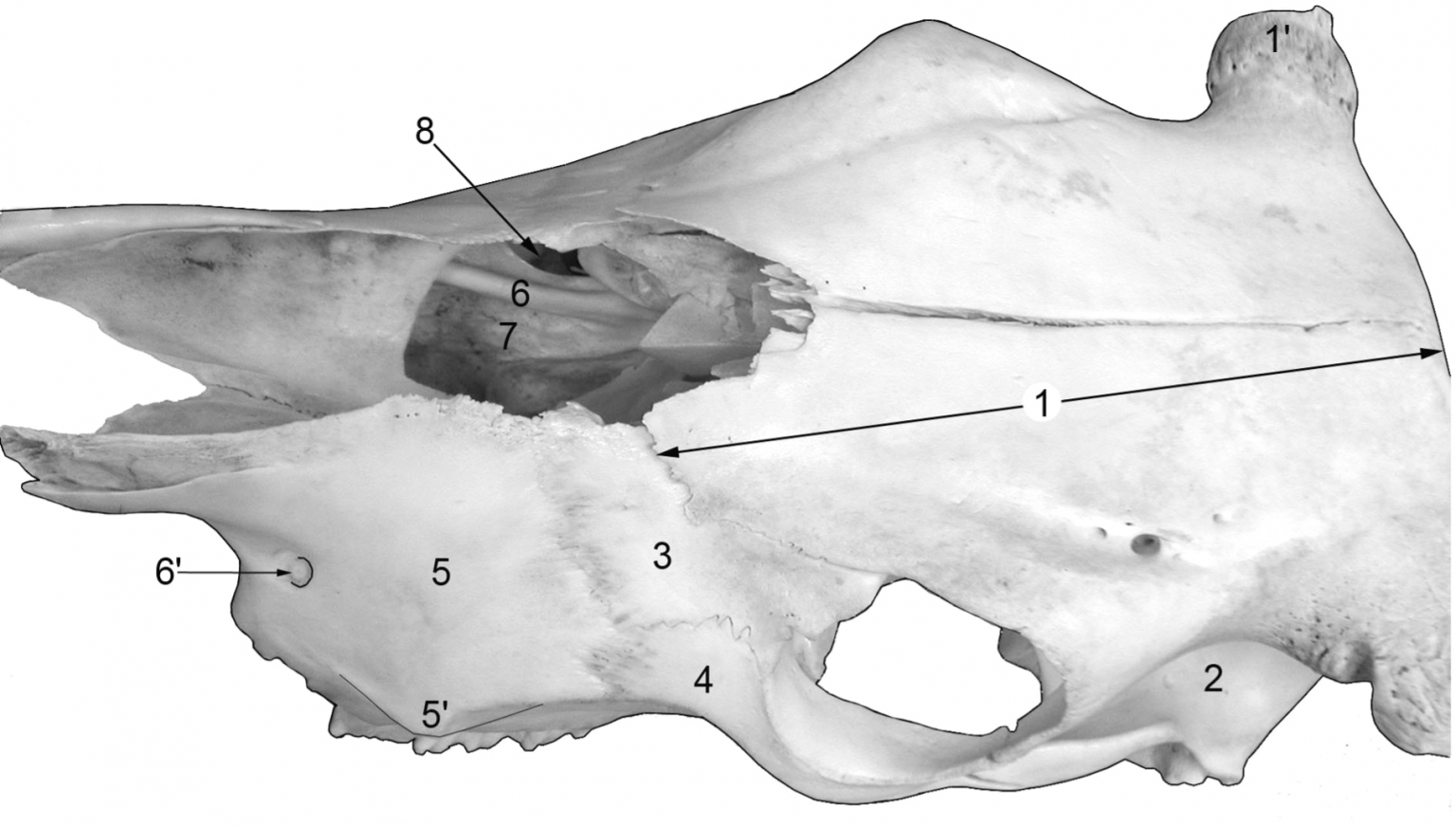 Head – CVM Large Animal Anatomy