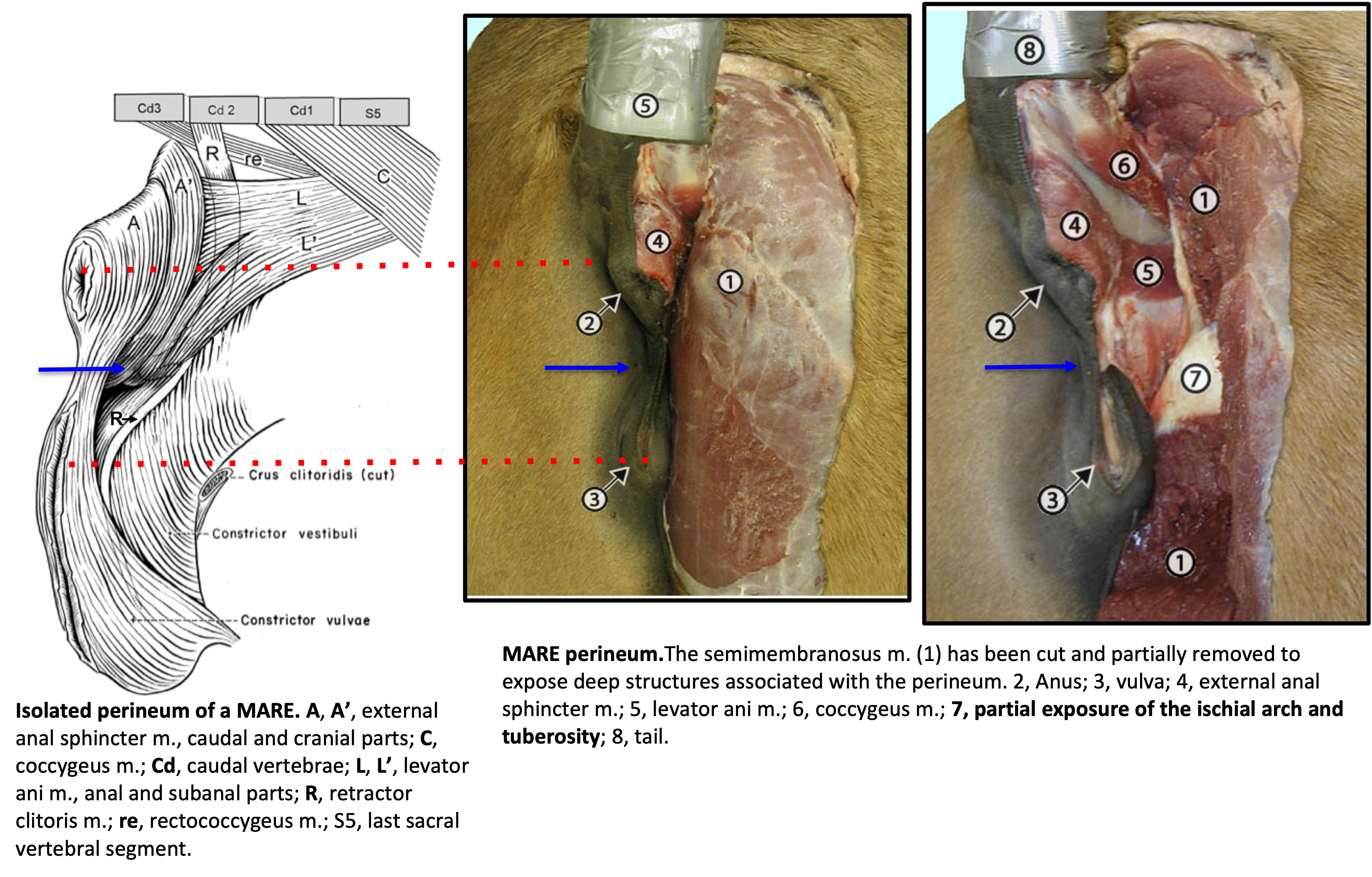 ventral arc pelvis