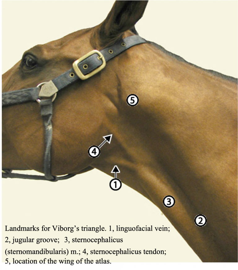Neck and Thorax CVM Large Animal Anatomy