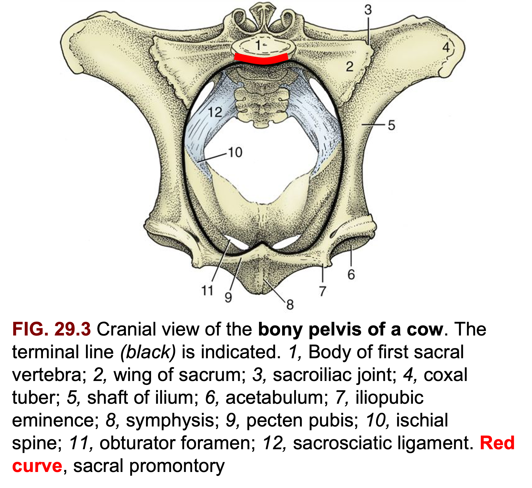 ventral arc pelvis