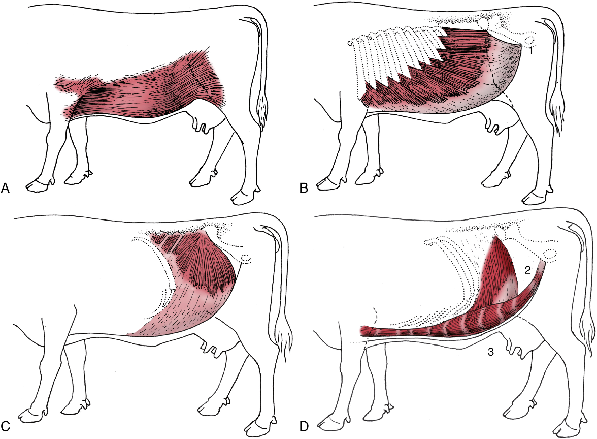 Abdomen 2: Bovine and Camelid – CVM Large Animal Anatomy