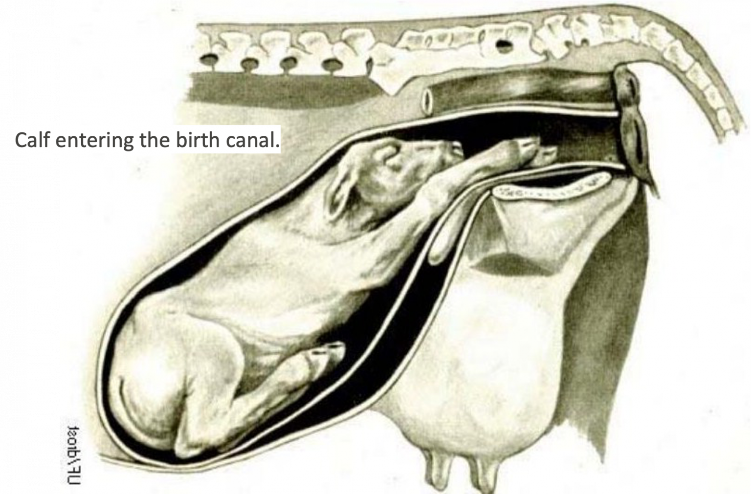 Pelvis and Perineum – CVM Large Animal Anatomy