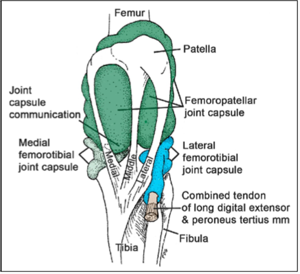 Pelvic Limb – CVM Large Animal Anatomy