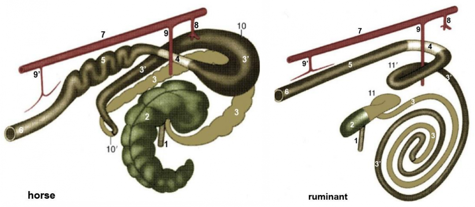 Abdomen 1 Equine and Porcine CVM Large Animal Anatomy