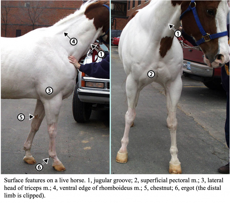 Neck and Thorax CVM Large Animal Anatomy