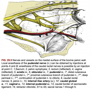 Pelvic Inlet and Perineum – CVM Large Animal Anatomy