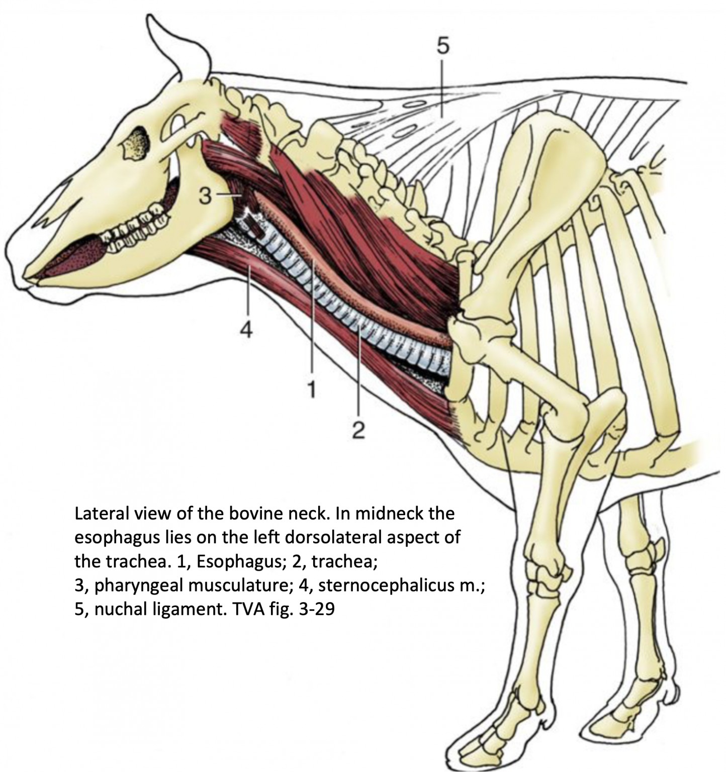 Neck and Thorax CVM Large Animal Anatomy