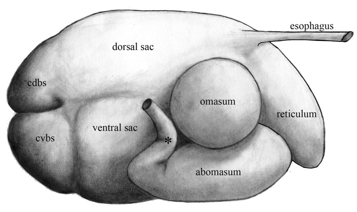 Abdomen 2: Bovine and Camelid – CVM Large Animal Anatomy