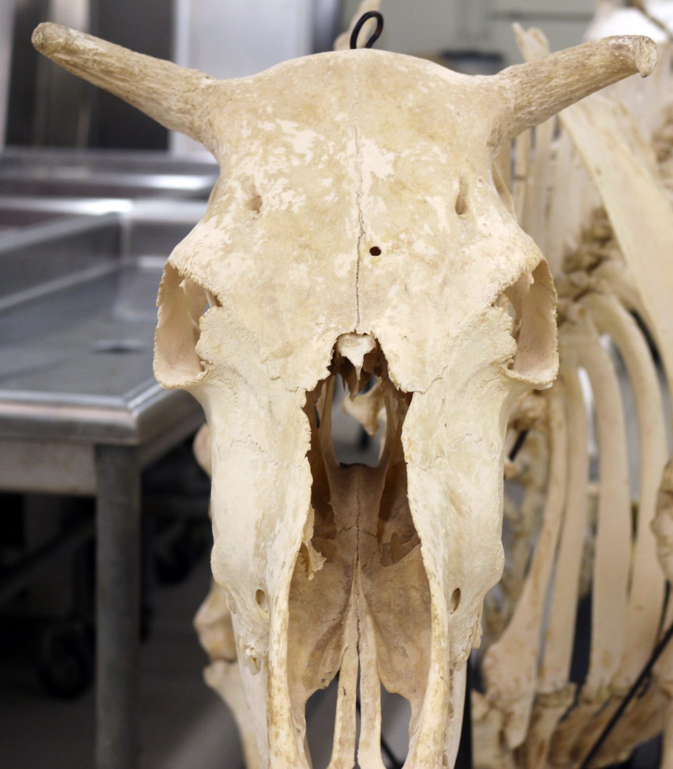 Cover image for CVM Large Animal Anatomy