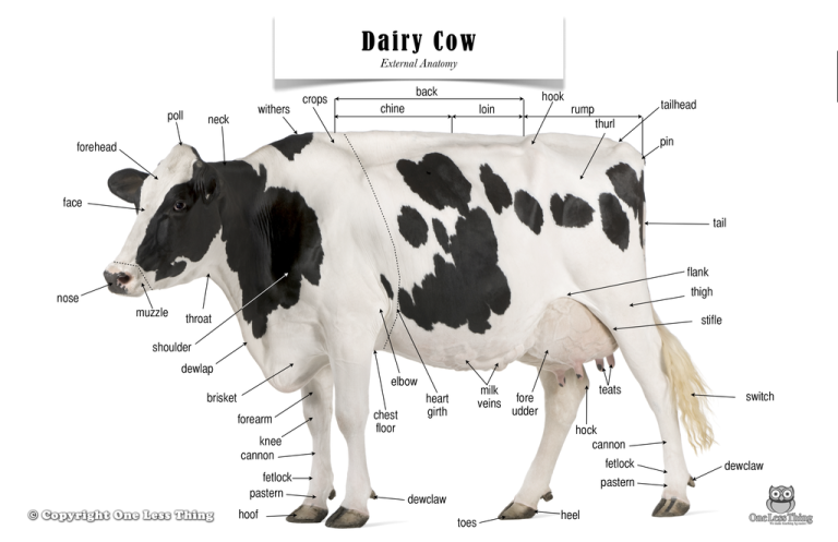 Equine and Bovine Regions and Terms Images and Tables – CVM Large ...