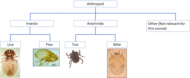 Module 10.1: Introduction To Veterinary Ectoparasites – Clinical ...