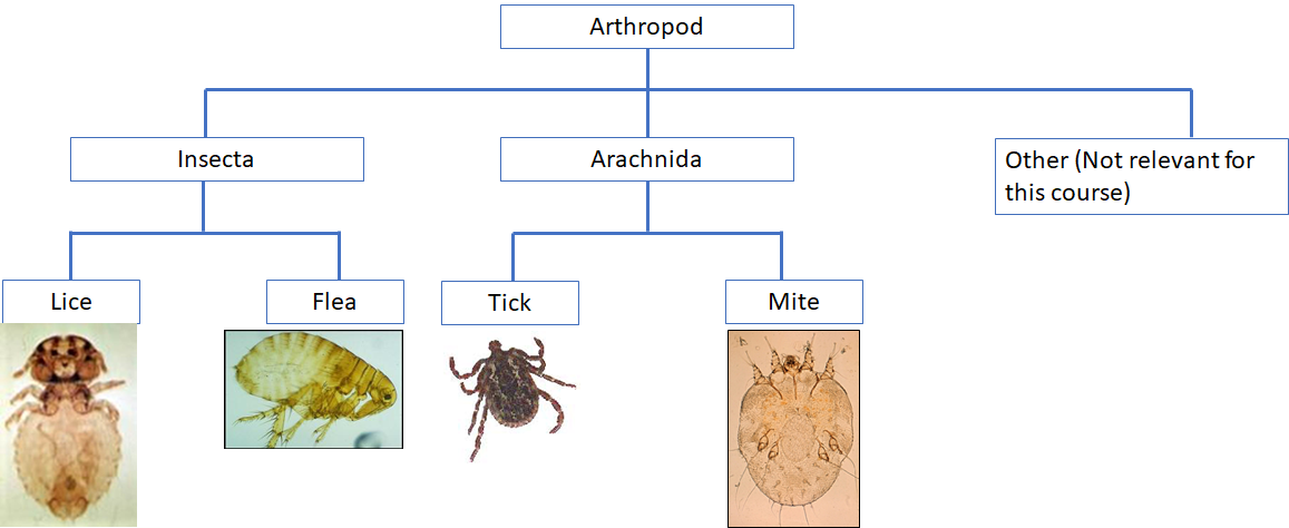 Arthropod classification tree