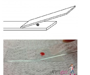 The spreader slide is positioned behind the drop of blood at a 30-45º angle.