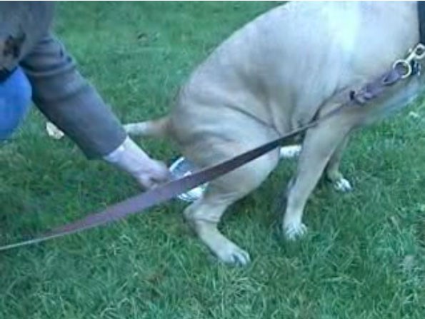 Collecting urine from a dog with a clean bowl