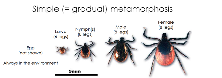 Arachnid Metamorphism: egg, larva, nymph, male, female