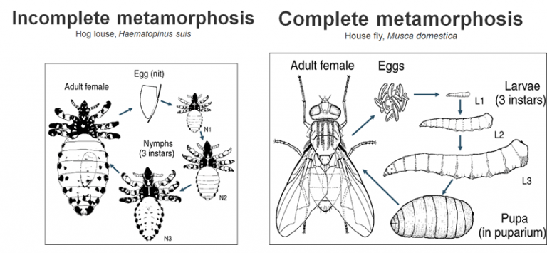 Module 10.1: Introduction to Veterinary Ectoparasites – Clinical ...