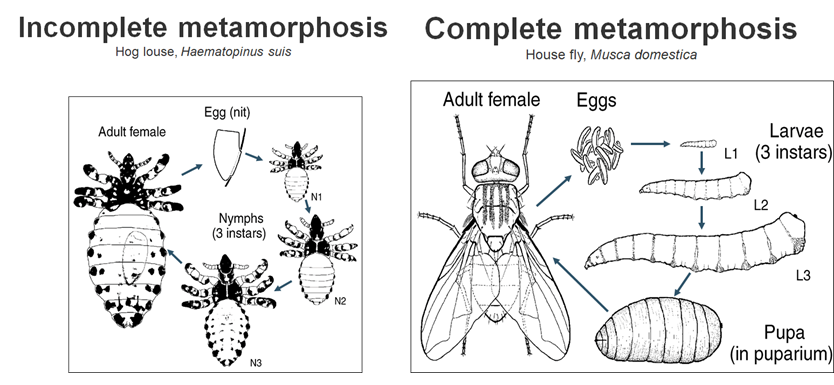 Module 10.1: Introduction to Ectoparasites – Clinical Veterinary