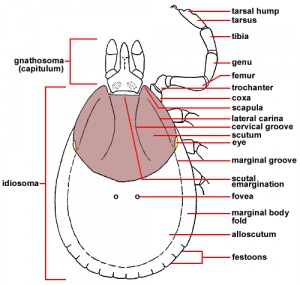 Module 10.2: General Anatomy Of Ticks – Clinical Veterinary Diagnostic ...