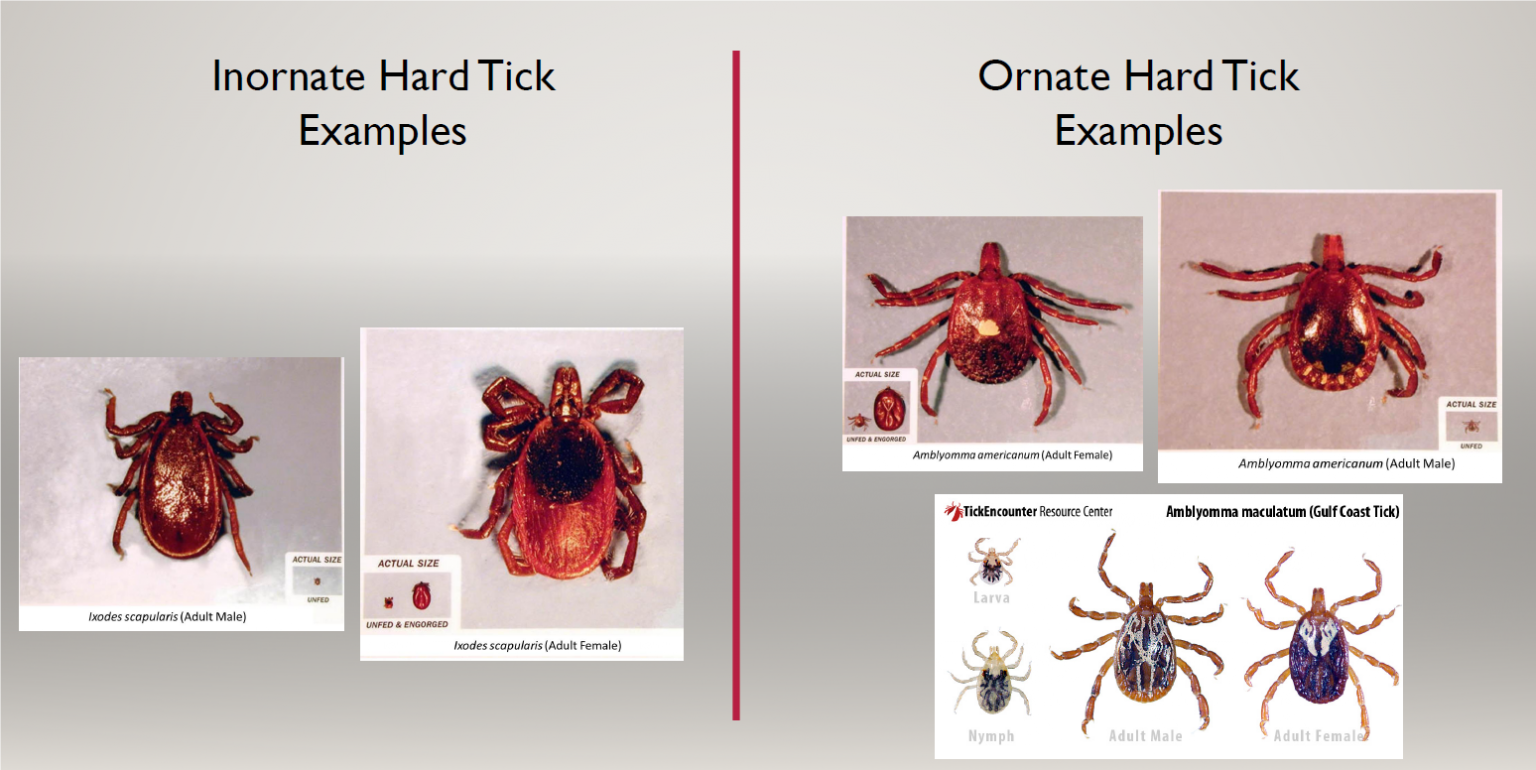 Module 10.2: General anatomy of ticks – Clinical Veterinary Diagnostic ...