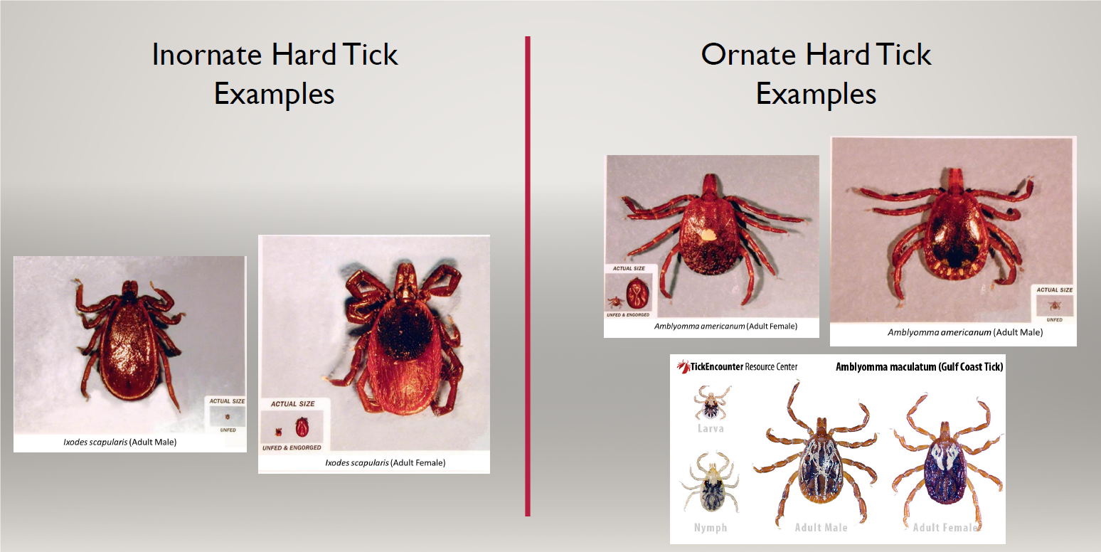 Examples of inornate and ornate hard ticks
