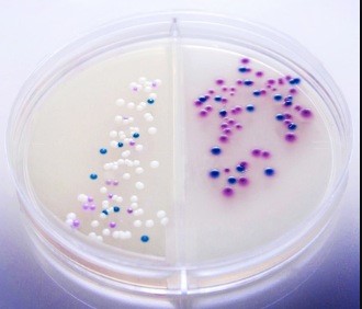 HurBi Plate. One side selects for Gram+ bacteria, and the other side selects for Gram- bacteria
