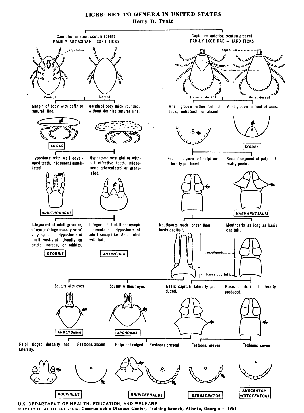 florida tick identification chart