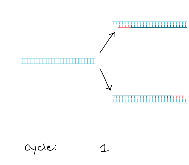 A single PCR cycle. The cycle began with 1 strand of DNA and resulted in 2 strands of DNA