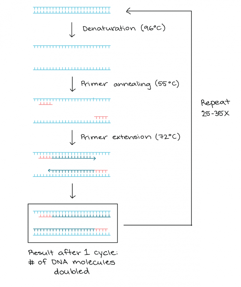 Module 4.2 Denaturation, Annealing, and Primer Extension Clinical