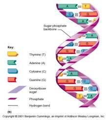 Module 4.1: Polymerase Chain Reaction (PCR) – Clinical Veterinary ...