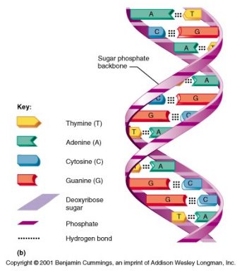 Module 4.1: Polymerase Chain Reaction (PCR) – Clinical Veterinary ...