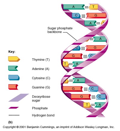 DNA strand depicting double helix structure with sugar-phosphate backbone and nucleotides in the center