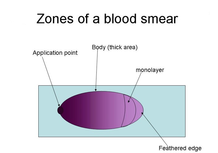 The application point is the farthest left on the slide, followed by the body (thick area), monolayer (narrow crescent shape), and the feathered edge (opposite the application point)