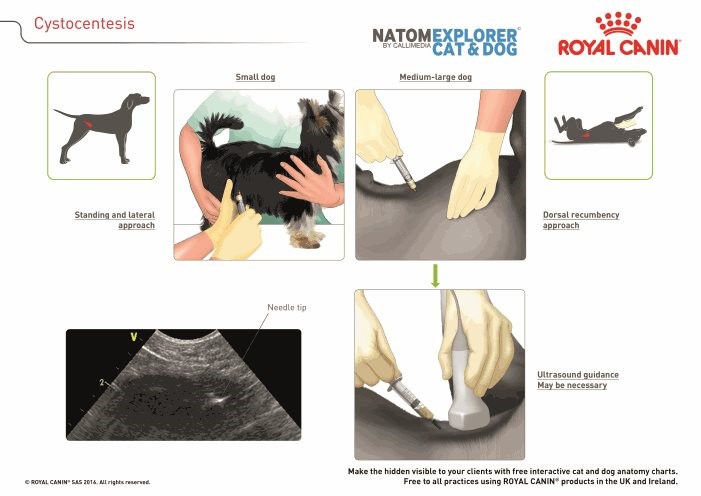 Standing, lateral, and dorsal recumbency approach to cystocentesis