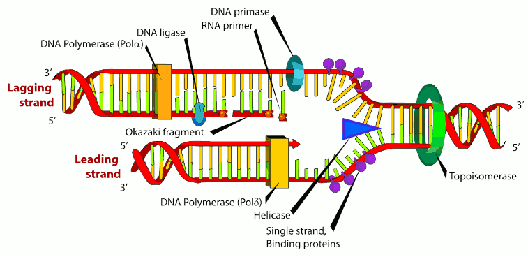 DNA transcription: Helicase "unzipping" DNA, DNA polymerase attaching, RNA primers being added