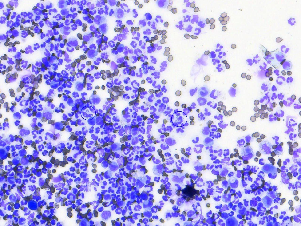 Canine Segmented Neutrophils