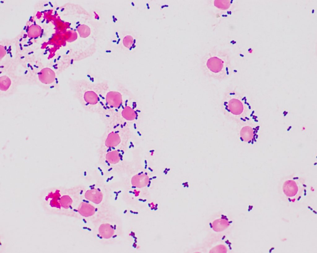 Module 5.2: Microbial Stains – Clinical Veterinary Diagnostic Laboratory