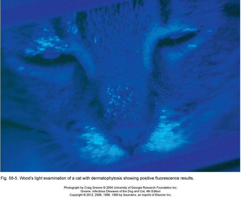 Wood's light examination of a cat with dermatophytosis showing positive fluorescence results
