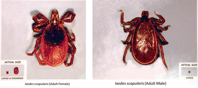 Ixodes scapularis (deer tick or black-legged tick) and Ixodes pacificus (Western black-legged tick)