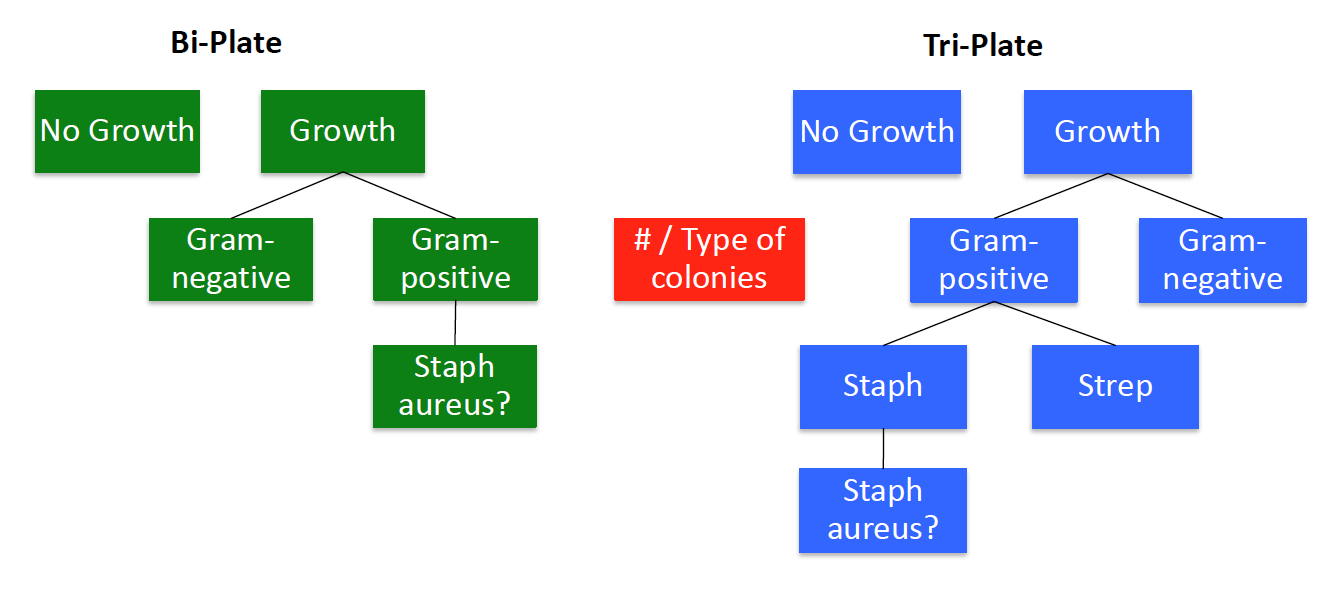 Biochemical Test and Identification of Staphylococcus aureus