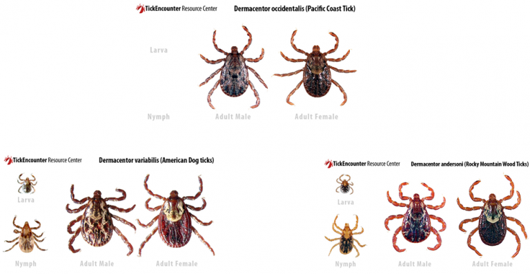 Module 10.3: Hard Ticks – Clinical Veterinary Diagnostic Laboratory